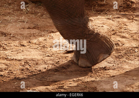 Pieds d'éléphants. Les éléphants sont de grands mammifères de la famille et de l'ordre Proboscidea Elephantidae Banque D'Images