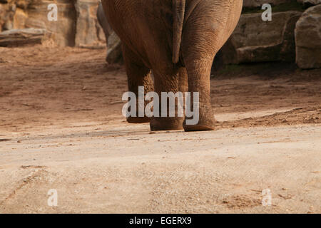 Pieds d'éléphants. Les éléphants sont de grands mammifères de la famille et de l'ordre Proboscidea Elephantidae Banque D'Images