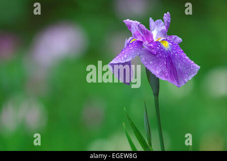 Iris japonais Banque D'Images