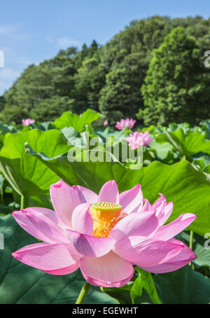 Lotus Banque D'Images