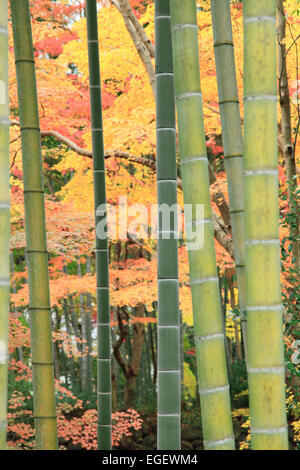 Arbres du bambou Banque D'Images