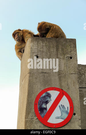 Macaques de Barbarie, singes de Barbarie, photo d'un singe portant une main tendue vers les dents, Gibraltar Banque D'Images