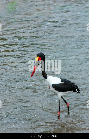 Saddle-billed stork (Ephippiorhynchus senegalensis) standing in river unting, Kruger National Park, Afrique du Sud Banque D'Images