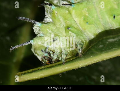 Grand pic de l'Asian caterpillar Atlas moth (Attacus atlas) Banque D'Images