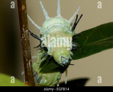 Grand pic de l'Asian caterpillar Atlas moth (Attacus atlas) Banque D'Images