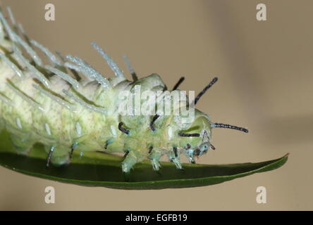 Grand pic de l'Asian caterpillar Atlas moth (Attacus atlas) Banque D'Images