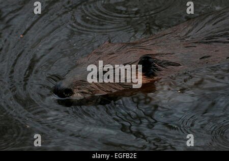 Libre de Castor du Canada (Castor canadensis) nager dans la pluie Banque D'Images