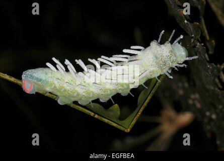 Grand pic de l'Asian caterpillar Atlas moth (Attacus atlas) Banque D'Images