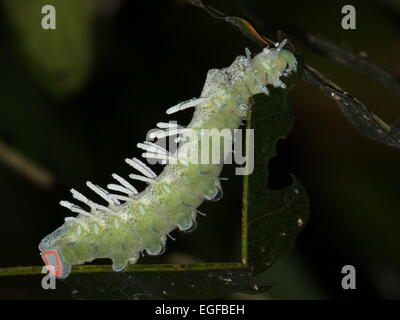 Grand pic de l'Asian caterpillar Atlas moth (Attacus atlas) Banque D'Images