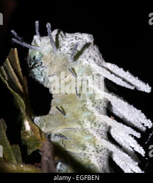 Grand pic de l'Asian caterpillar Atlas moth (Attacus atlas) Banque D'Images