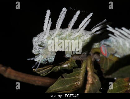 Grand pic de l'Asian caterpillar Atlas moth (Attacus atlas) Banque D'Images