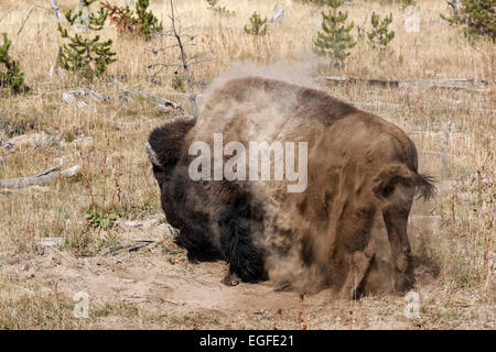 Le bison américain après le bain de poussière Banque D'Images