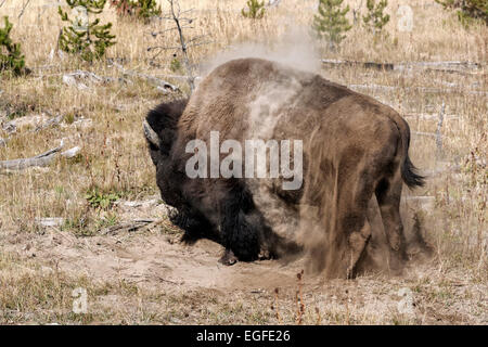 Le bison américain après le bain de poussière Banque D'Images