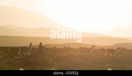 Les lamas au crépuscule, le Villa Alota, le sud de l'Altiplano, Bolivie Banque D'Images