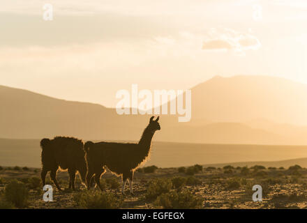 Les lamas au crépuscule, le Villa Alota, le sud de l'Altiplano, Bolivie Banque D'Images