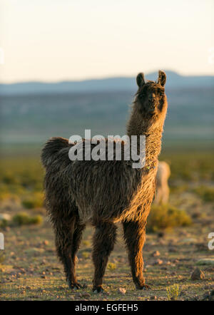 Les lamas au crépuscule, le Villa Alota, le sud de l'Altiplano, Bolivie Banque D'Images