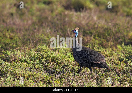 Pintade de Numidie (Numida meleagris) dans l'Amakhala Game Reserve, Eastern Cape, Afrique du Sud. Banque D'Images