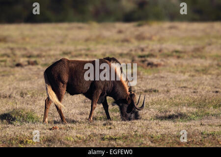 Le Gnou (Connochaetes gnou noir) dans l'Amakhala Game Reserve, Eastern Cape, Afrique du Sud. Banque D'Images