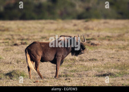 Le Gnou (Connochaetes gnou noir) dans l'Amakhala Game Reserve, Eastern Cape, Afrique du Sud. Banque D'Images