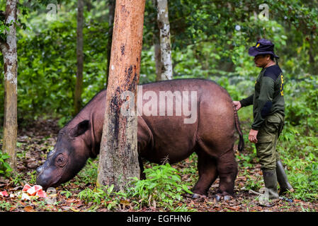 Nommé rhinocéros de Sumatra Andatu rss fruits donnés par son gardien au sanctuaire de rhinocéros de Sumatra (SRS) Facilité à Way Kambas, Sumatra. Banque D'Images