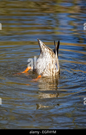 Une femelle Canard colvert (Anas platyrhynchos) à la recherche de nourriture au centre de Slimbridge Wetland, Royaume-Uni. Banque D'Images