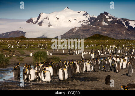 L'Atlantique Sud, la Géorgie du Sud, Bay of Isles, king penguin colonie de reproduction à l'intérieur des terres Banque D'Images