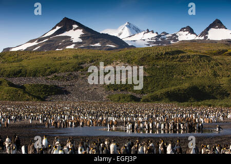 L'Atlantique Sud, la Géorgie du Sud, Bay of Isles, king penguin colonie de reproduction Banque D'Images