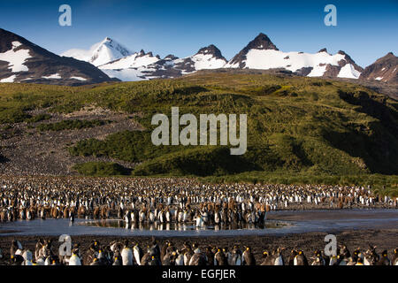 L'Atlantique Sud, la Géorgie du Sud, Bay of Isles, king penguin colonie de reproduction Banque D'Images