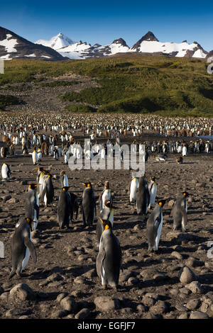 L'Atlantique Sud, la Géorgie du Sud, Bay of Isles, king penguin colonie de reproduction Banque D'Images