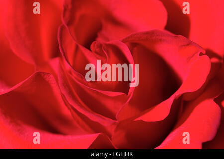 Gros plan d'une rose rouge Banque D'Images