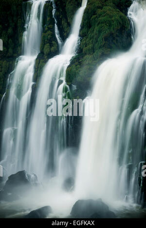 Avis de 'The Grand Fourwings Convention Das Cataratas', Foz do Iguaçu, Parque Nacional do Iguaçu, Brésil, Amérique du Sud Banque D'Images