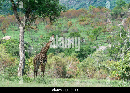 South African Girafe (Giraffa camelopardarlis giraffa) debout sous un arbre, Kruger National Park, Afrique du Sud Banque D'Images