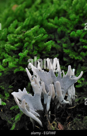 Champignon chandelier / candlesnuff / bougie champignon champignons à priser / bois / carbone corne de cerf champignon (Xylaria hypoxylon) Banque D'Images