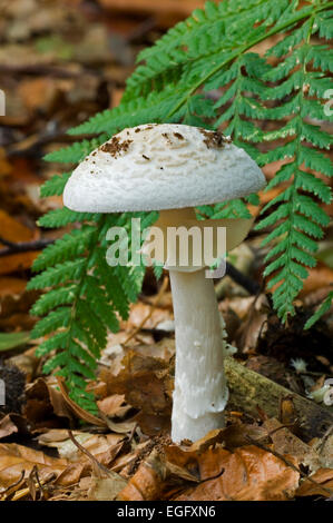 Faux deathcap / Citron champignon Amanita (Amanita citrina) dans la forêt d'automne Banque D'Images