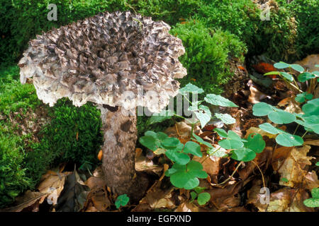 Vieil homme des bois (Strobilomyces strobilaceus / Strobilomyces floccopus) Banque D'Images