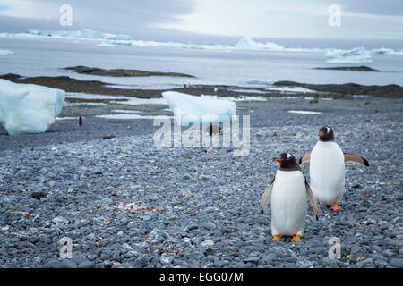 Deux Manchots à Brown Bluff, l'Antarctique Banque D'Images