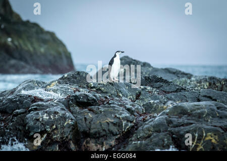 Le dirigeant d'une jugulaire Penguin à Elephant Island, Antarctica Banque D'Images