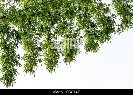 Feuilles de bambou sur fond blanc Banque D'Images