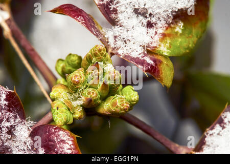 Mahonia arbrisseau à feuilles rouges et boutons verts couverts de neige Banque D'Images