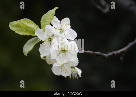 Apple Blossom libre avec des gouttes de pluie sur fond sombre. Banque D'Images