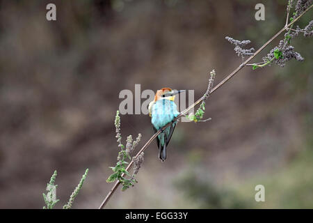Blue-cheeked bee-eater se percher sur la branche mince en Afrique du Sud Banque D'Images