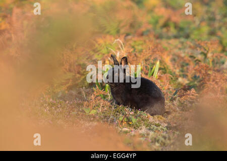 Black Rabbit Oryctolagus cunniculus seul dans Bracken St Mary's, Îles Scilly ; UK Banque D'Images