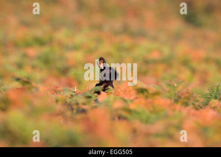 Black Rabbit Oryctolagus cunniculus en simple oreille abimée avec Bracken St Mary's ; Îles Scilly ; UK Banque D'Images