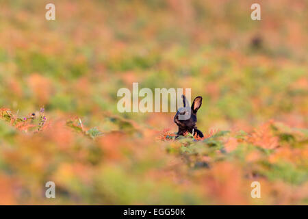 Black Rabbit Oryctolagus cunniculus seul dans Bracken St Mary's, Îles Scilly ; UK Banque D'Images