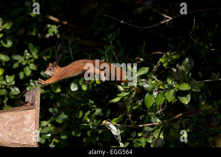 L'Écureuil roux Sciurus vulgaris seul sautant sur Tresco du convoyeur ; Îles Scilly ; UK Banque D'Images