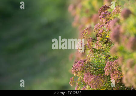 Rock Samphire ; Crithmum maritimum poussant sur un mur Îles Scilly ; UK Banque D'Images