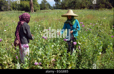 L'Arunachal Pradesh, Inde. 23 Février, 2015. Une des femmes travaillant dans les champs de coquelicots à un village isolé du district de polices Lohit dotée, de l'Arunachal Pradesh, Inde le lundi feb 23,2015. Une enquête sur les stupéfiants dans deux districts frontaliers de l'Arunachal Pradesh (AP) a révélé l'ampleur de la culture de l'opium et ses dépendance généralisée parmi le peuple, y compris le personnel de sécurité. L'enquête a été réalisée par l'Institut d'études et l'analyse des stupéfiants au nom du gouvernement de l'état dans Anjaw polices Lohit dotée et districts, qui bordent la Chine et le Myanmar. Credit : NisargMedia.com/Alamy Live News Banque D'Images