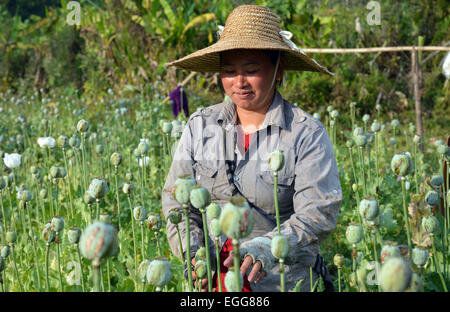 L'Arunachal Pradesh, Inde. 23 Février, 2015. Une des femmes travaillant dans les champs de coquelicots à un village isolé du district de polices Lohit dotée, de l'Arunachal Pradesh, Inde le lundi feb 23,2015. Une enquête sur les stupéfiants dans deux districts frontaliers de l'Arunachal Pradesh (AP) a révélé l'ampleur de la culture de l'opium et ses dépendance généralisée parmi le peuple, y compris le personnel de sécurité. L'enquête a été réalisée par l'Institut d'études et l'analyse des stupéfiants au nom du gouvernement de l'état dans Anjaw polices Lohit dotée et districts, qui bordent la Chine et le Myanmar. Credit : NisargMedia.com/Alamy Live News Banque D'Images