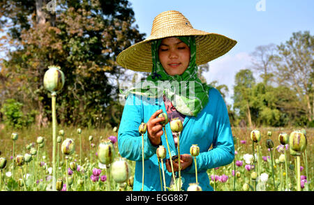 L'Arunachal Pradesh, Inde. 23 Février, 2015. Une des femmes travaillant dans les champs de coquelicots à un village isolé du district de polices Lohit dotée, de l'Arunachal Pradesh, Inde le lundi feb 23,2015. Une enquête sur les stupéfiants dans deux districts frontaliers de l'Arunachal Pradesh (AP) a révélé l'ampleur de la culture de l'opium et ses dépendance généralisée parmi le peuple, y compris le personnel de sécurité. L'enquête a été réalisée par l'Institut d'études et l'analyse des stupéfiants au nom du gouvernement de l'état dans Anjaw polices Lohit dotée et districts, qui bordent la Chine et le Myanmar. Credit : NisargMedia.com/Alamy Live News Banque D'Images