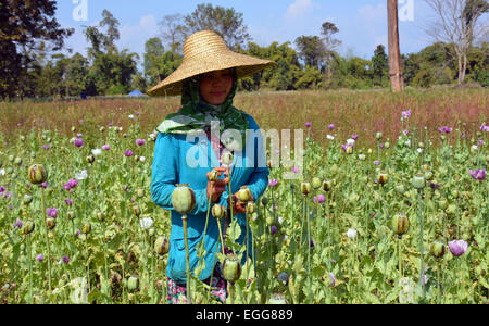 L'Arunachal Pradesh, Inde. 23 Février, 2015. Une des femmes travaillant dans les champs de coquelicots à un village isolé du district de polices Lohit dotée, de l'Arunachal Pradesh, Inde le lundi feb 23,2015. Une enquête sur les stupéfiants dans deux districts frontaliers de l'Arunachal Pradesh (AP) a révélé l'ampleur de la culture de l'opium et ses dépendance généralisée parmi le peuple, y compris le personnel de sécurité. L'enquête a été réalisée par l'Institut d'études et l'analyse des stupéfiants au nom du gouvernement de l'état dans Anjaw polices Lohit dotée et districts, qui bordent la Chine et le Myanmar. Credit : NisargMedia.com/Alamy Live News Banque D'Images